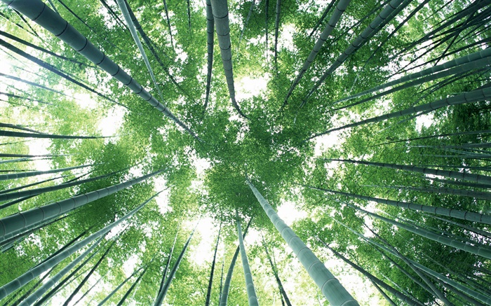 Forêt de bambou vert, ciel, l'éblouissement Fonds d'écran, image
