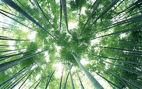 Forêt de bambou vert, ciel, l'éblouissement