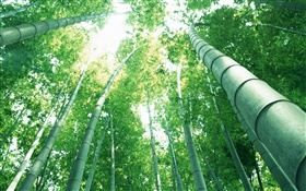 Bambou vert, les rayons du soleil HD Fonds d'écran