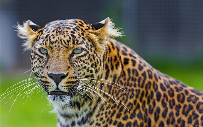 Les yeux verts de léopard, prédateur, le visage Fonds d'écran, image