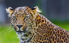 Les yeux verts de léopard, prédateur, le visage