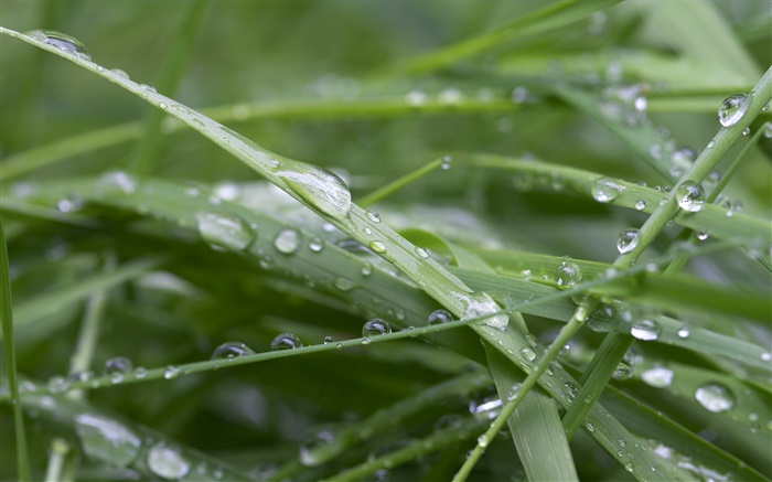 L'herbe verte, après la pluie, des gouttes d'eau Fonds d'écran, image