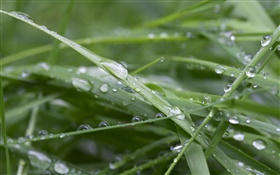 L'herbe verte, après la pluie, des gouttes d'eau