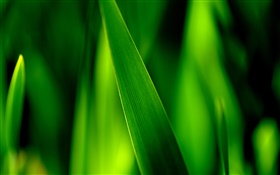 Vert brins d'herbe macro