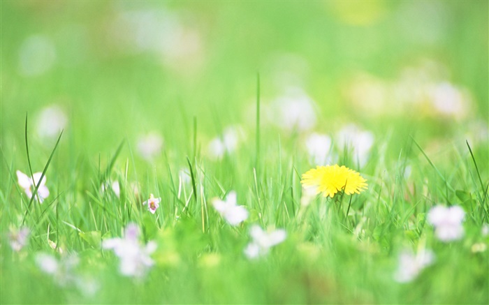 L'herbe verte, fleur jaune, bokeh Fonds d'écran, image