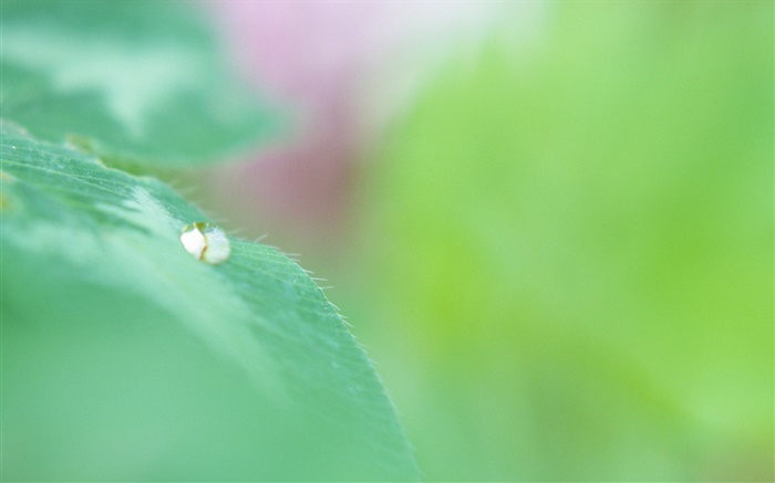 Green leaf macro, gouttes d'eau, bokeh Fonds d'écran, image