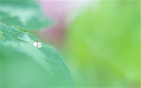 Green leaf macro, gouttes d'eau, bokeh HD Fonds d'écran