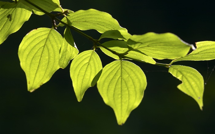 les feuilles vertes close-up, fond noir Fonds d'écran, image