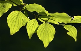 les feuilles vertes close-up, fond noir