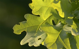 Les feuilles vertes, la photographie macro HD Fonds d'écran