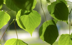 Verts coeurs d'amour feuilles