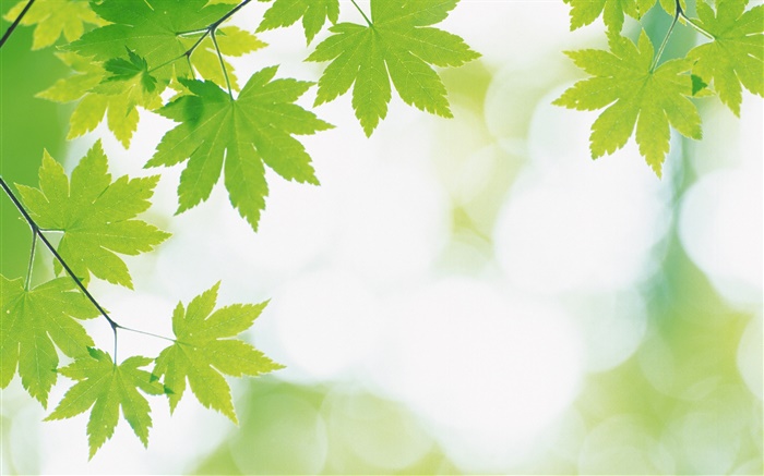 Érable feuilles vertes, bokeh Fonds d'écran, image