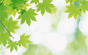 Érable feuilles vertes, bokeh HD Fonds d'écran