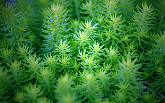 Les plantes vertes close-up Fonds d'écran, image