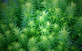 Les plantes vertes close-up