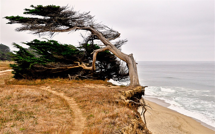 Half Moon Bay, Californie, États-Unis, sur la côte, arbre Fonds d'écran, image