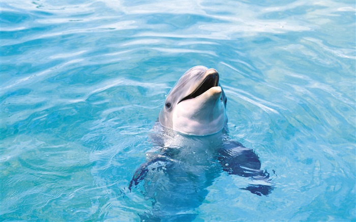 Happy Dolphin, mer bleue Fonds d'écran, image