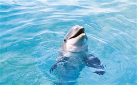 Happy Dolphin, mer bleue HD Fonds d'écran