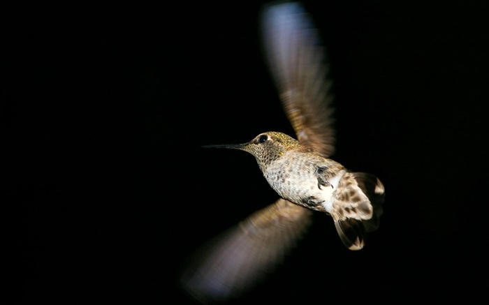 vol de colibri, fond noir Fonds d'écran, image