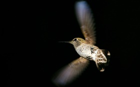 vol de colibri, fond noir