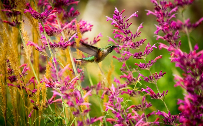 colibri, fleurs roses Fonds d'écran, image