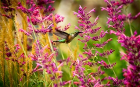 colibri, fleurs roses HD Fonds d'écran