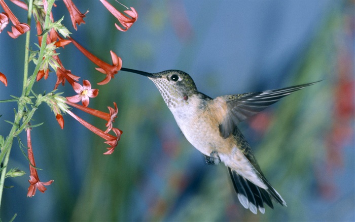 colibri, fleurs rouges Fonds d'écran, image