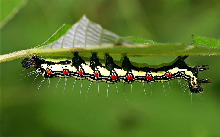 insecte Caterpillar Fonds d'écran, image