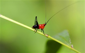 le cricket insectes close-up