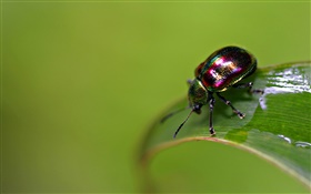 scarabée insecte
