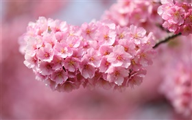 Japon sakura, brindilles, fleurs roses, bokeh HD Fonds d'écran