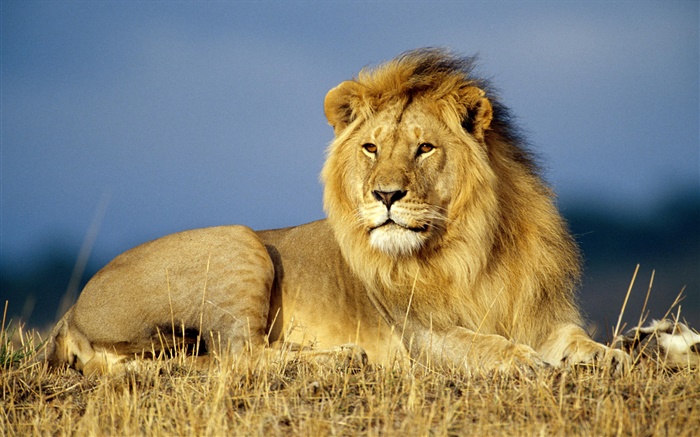 Roi de la forêt, lion close-up Fonds d'écran, image