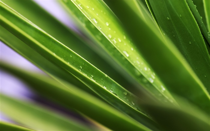 Feuille, feuilles vertes, des gouttelettes d'eau Fonds d'écran, image