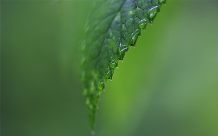 Côté Feuille close-up, de l'eau, fond vert Fonds d'écran, image