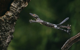 Gecko à queue Feuille