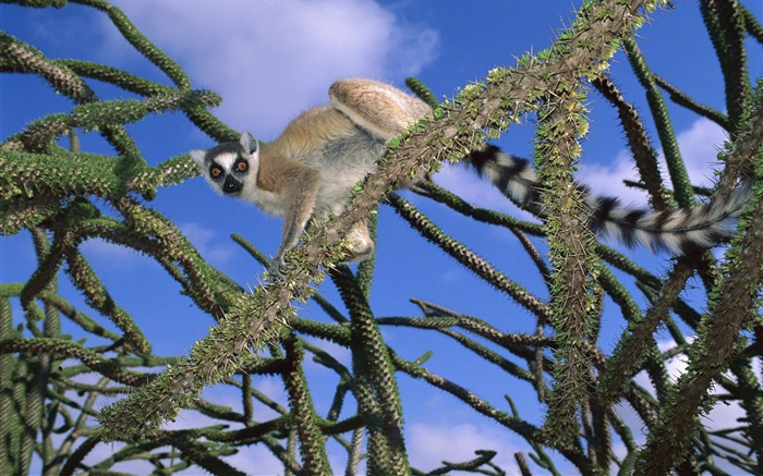 lémurien dans l'arbre Fonds d'écran, image