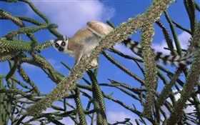 lémurien dans l'arbre HD Fonds d'écran