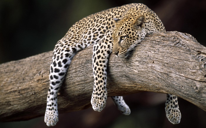 léopard dans l'arbre Fonds d'écran, image