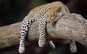 léopard dans l'arbre HD Fonds d'écran