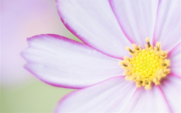 Fleur pourpre lumière close-up, pétales Fonds d'écran, image
