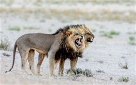 lions, Afrique HD Fonds d'écran