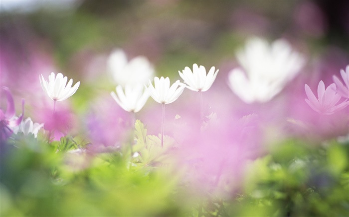Petites fleurs blanches close-up, floue Fonds d'écran, image