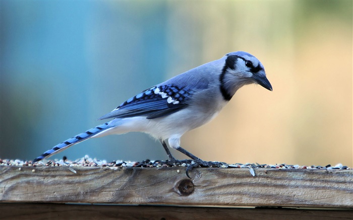 Oiseau bleu solitaire Fonds d'écran, image