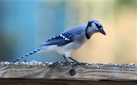 Oiseau bleu solitaire