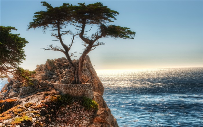 arbre solitaire, falaise, côte Fonds d'écran, image