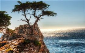arbre solitaire, falaise, côte HD Fonds d'écran
