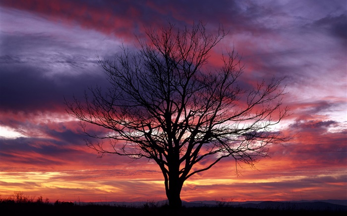 Lonely arbre, silhouette, ciel pourpre, crépuscule Fonds d'écran, image