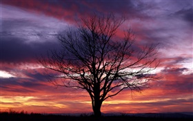 Lonely arbre, silhouette, ciel pourpre, crépuscule