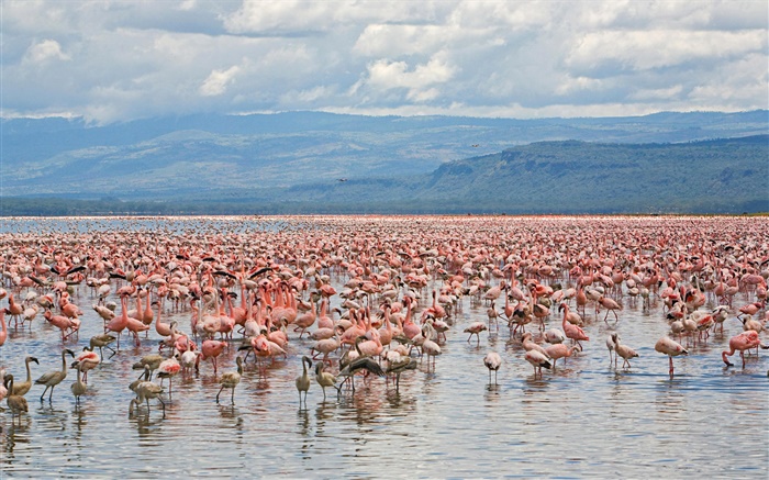 Beaucoup de flamants roses, Lake Nakuru National Park, Kenya Fonds d'écran, image