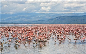 Beaucoup de flamants roses, Lake Nakuru National Park, Kenya